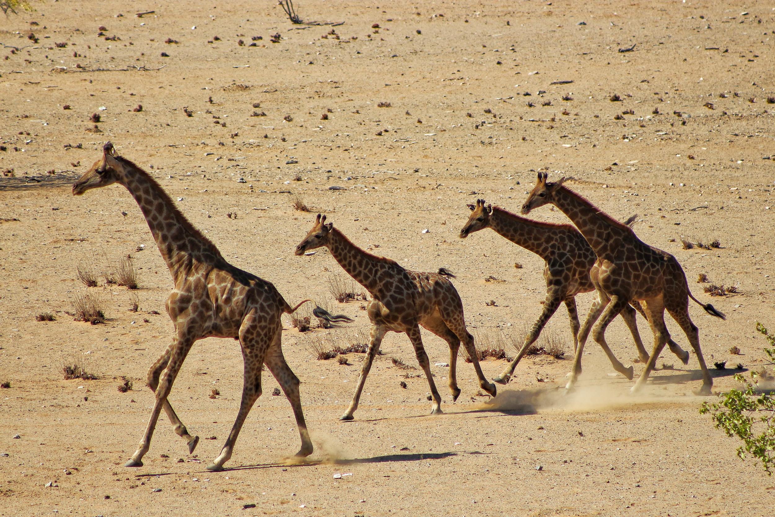 Giraffes reintroduced into Angola's Iona National Park