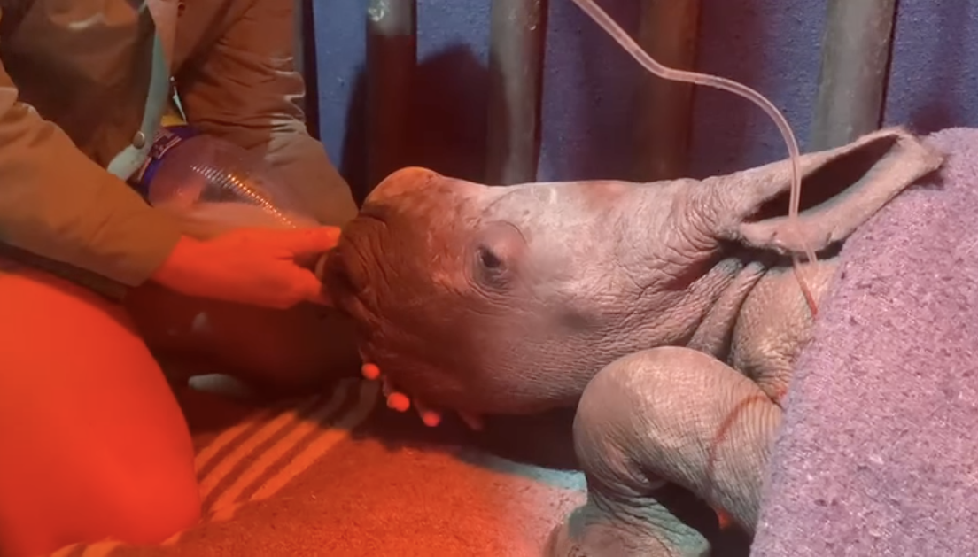 Three-day old rhino calf passes away at The Rhino Orphanage Jarastyle travel