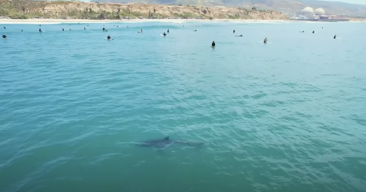 Great white sharks lurk beneath surfers in California Jarastyle travel