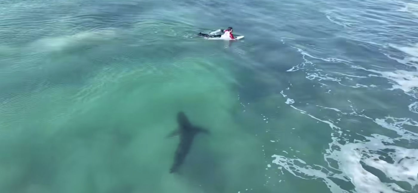 Great white swims between surfers in Jeffrey's Bay Jarastyle travel