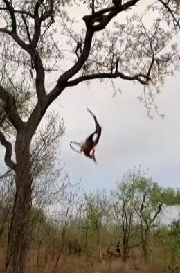 Leopard cub hilariously drops food on its mother Jarastyle travel