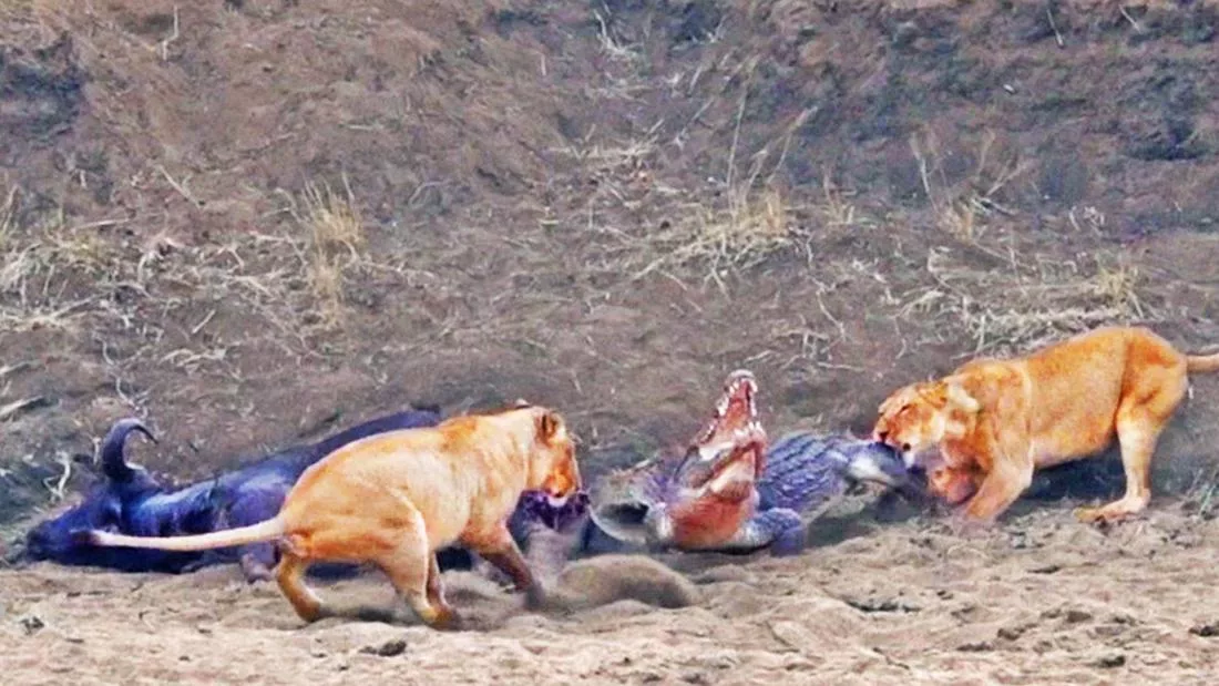 Crocodile tries to steal buffalo kill from lions Jarastyle travel