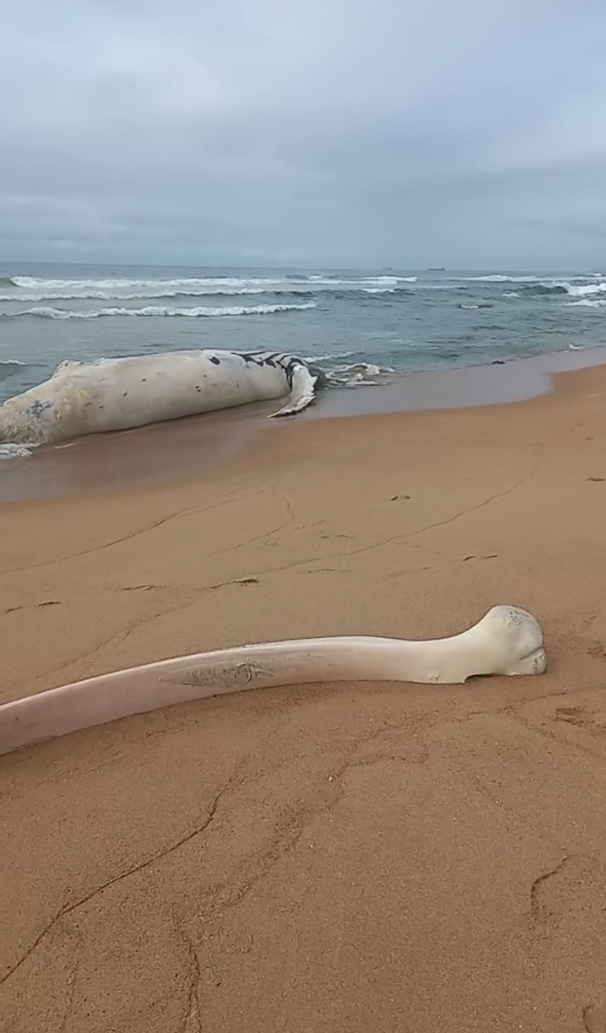 Mystery surrounds stranded baby whale in Umhlanga Jarastyle travel