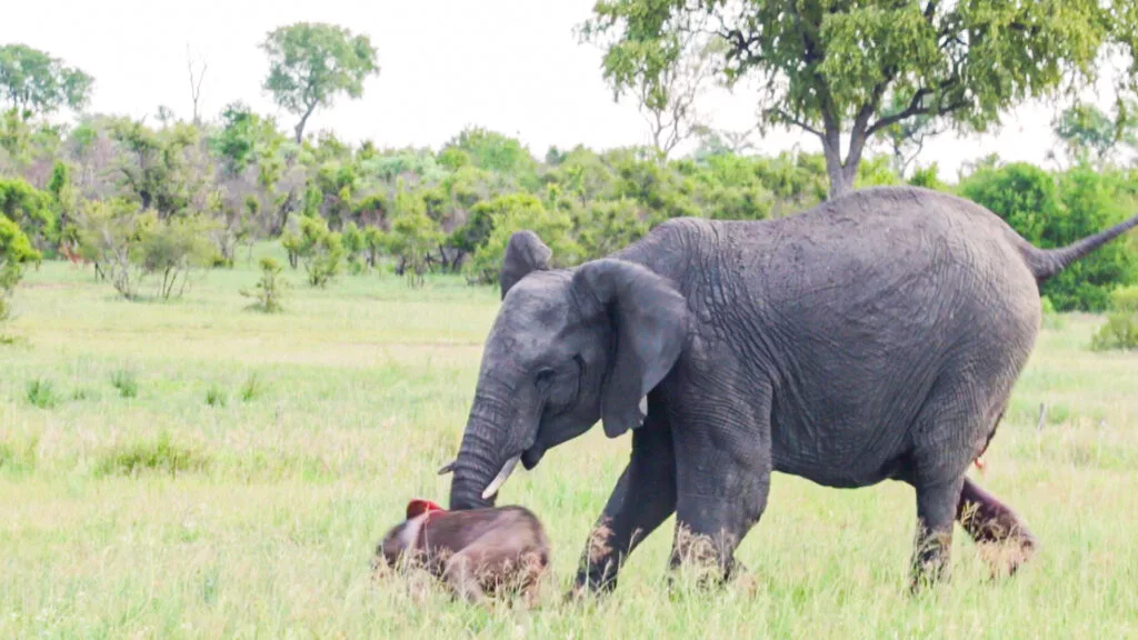 Elephant tries to get its newborn to stand in greater Kruger Jarastyle travel