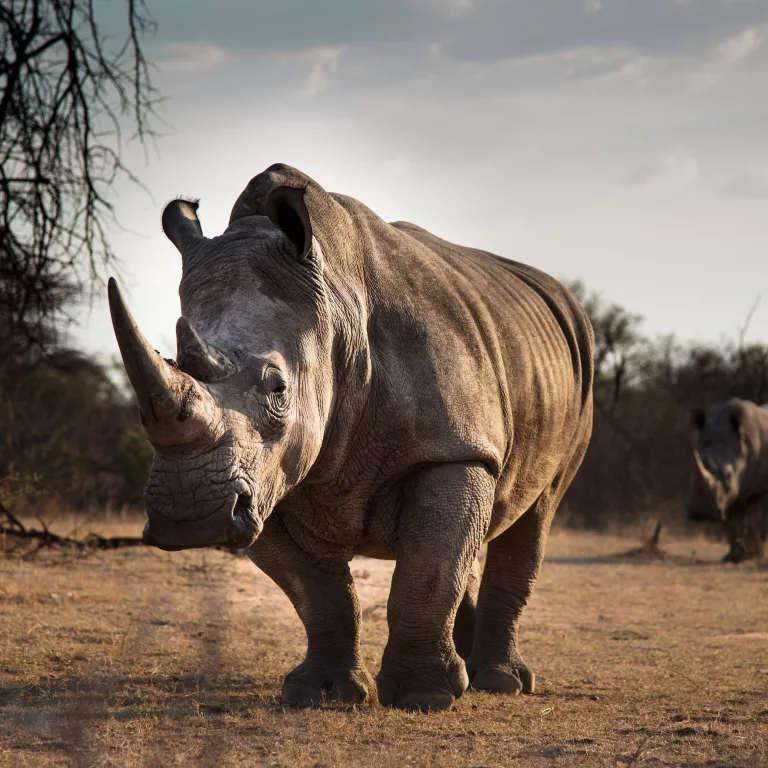 dehorning rhino