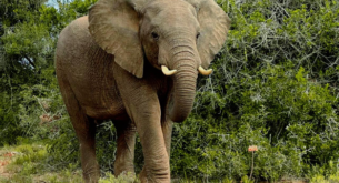 Addo Elephant National Park