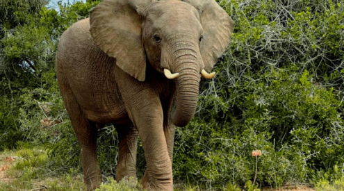 Addo Elephant National Park