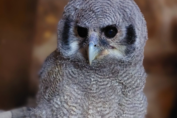 Owl Rescue Centre