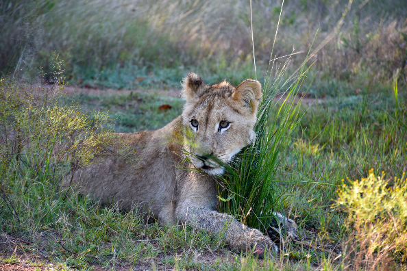 Ukutula Lion Park - Places to visit Brits