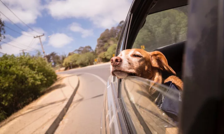 Travelling in a van with dogs: TOP TIPS & everything you need to know!