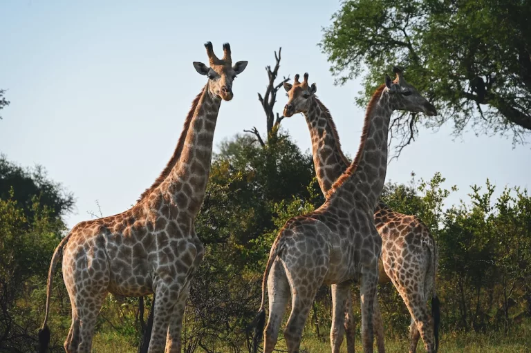 Tips for the perfect Kruger National Park safari