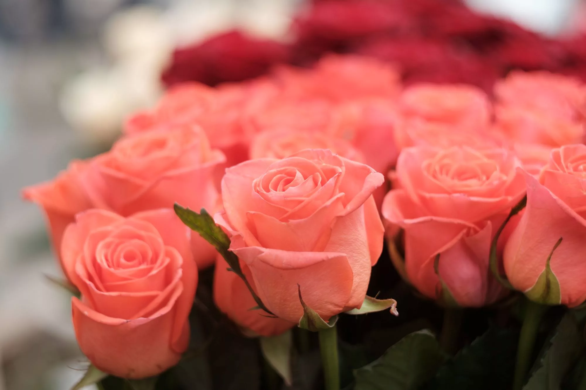 where to find last-minute Valentine’s bouquets Jarastyle travel