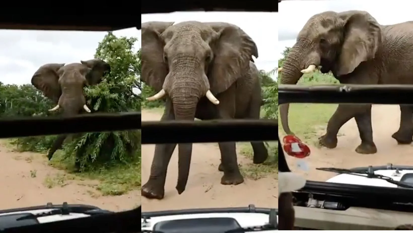 Elephant charges 4x4 in Chobe with South African journalists on board Jarastyle travel