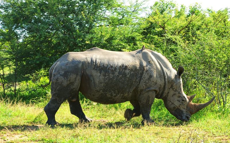 Rhino dehorning programme employed Ezemvelo KZN Wildlife for anti ...