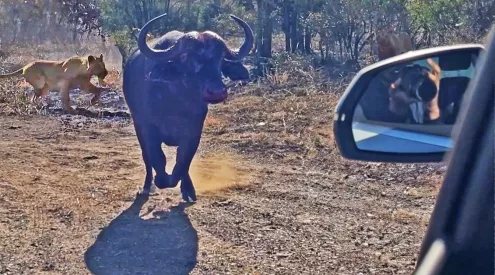 Buffalo Charges Vehicles Amid Lion and Hyena Attack