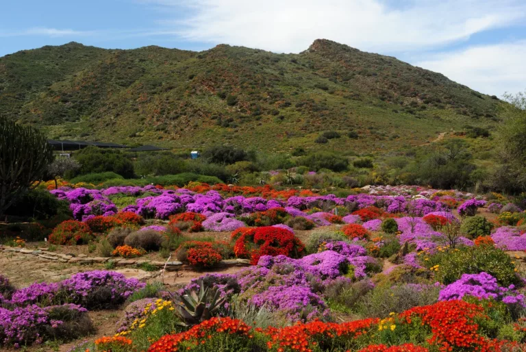 Karoo Desert National Botanical Garden