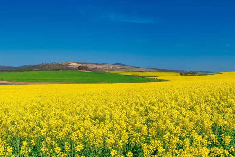 Napier Canola