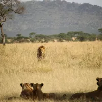 Recent studies in Uganda suggest a unique reason why lions swim long distances