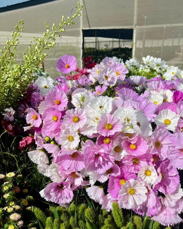 Wolseley - Adene's farm flowers