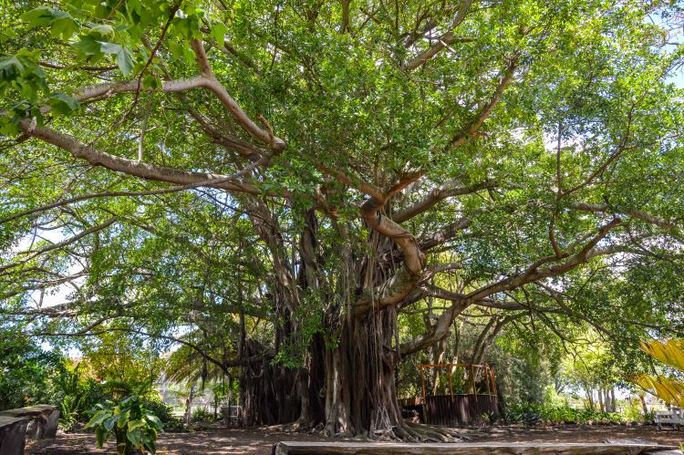 Albertinia - Champion Whispering Tree