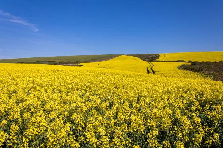 Canola Fields