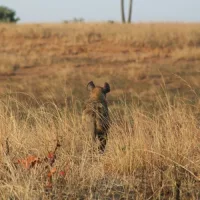 Lizard whips hyena with tail over a zebra carcass in Kruger National Park