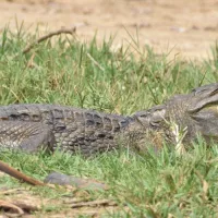 A brave, blind leopard joins a bask of crocodiles for a feast