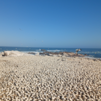 Lambert’s Bay Bird Island’s Cape Gannet colony reaches record numbers