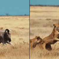 Brave zebra fights off hungry lions in epic safari showdown