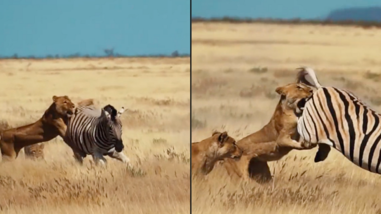 Brave zebra fights off hungry lions in epic safari showdown