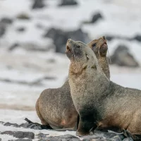 Guidelines to follow when finding a stranded fur seal