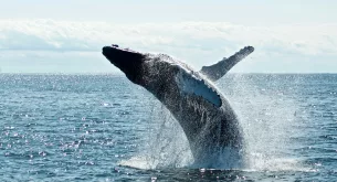 humpback whale encounter, kayaker swallowed by whale