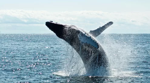 humpback whale encounter, kayaker swallowed by whale